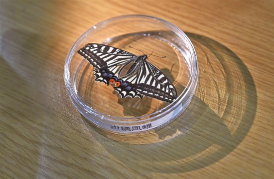 2月2日，在重慶大學深空探測聯合研究中心，現場展示的柑橘鳳蝶標本。新華社發