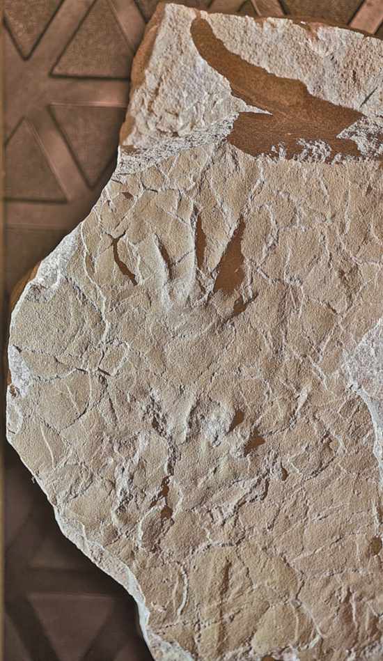 足跡化石標本。邢立達攝/光明圖片