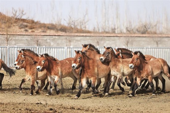 图为2月3日,一群普氏野马在甘肃濒危动物保护中心普氏野马饲养繁育基地内奔跑。