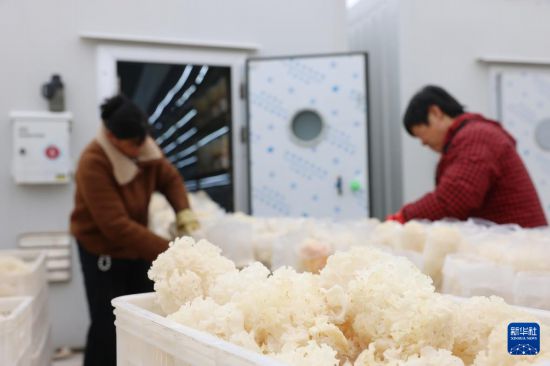 2月27日，河北省新河县众乐种植专业合作社工人在分拣包装绣球菌。  新华社记者 朱旭东 摄