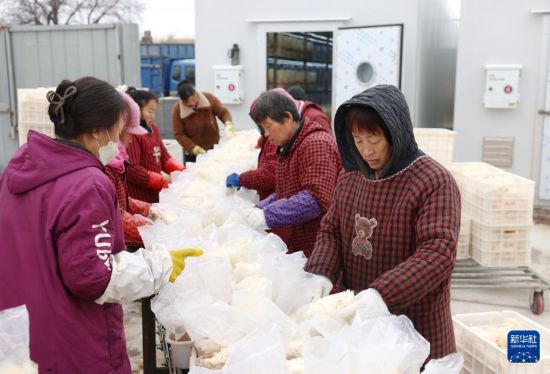 2月27日，河北省新河县众乐种植专业合作社工人在分拣包装绣球菌。新华社记者 朱旭东 摄