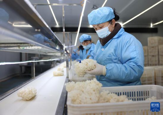2月27日，河北省新河县众乐种植专业合作社工人在加工车间分拣绣球菌。  新华社记者 朱旭东 摄