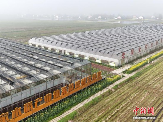 3月13日，航拍位于洞庭湖平原的湖南大通湖区再生稻无人智慧农场。 徐钢 摄