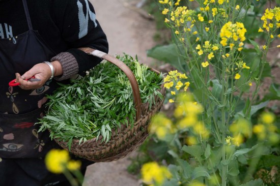 安徽省黄山市歙县坑口乡新安江畔,村民准备将采摘的野菜带回家。新华社记者 张端 摄