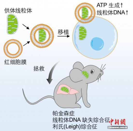   本项研究成果相关示意图。中国科学院广州生物医药与健康研究院 供图